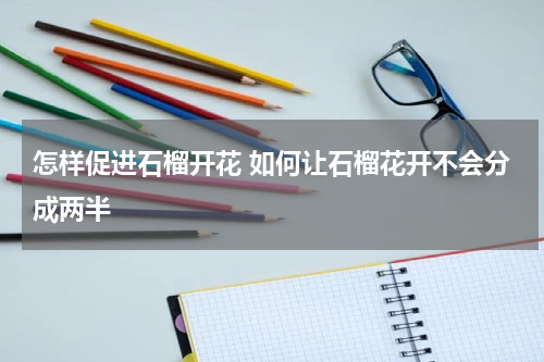 怎样促进石榴开花 如何让石榴花开不会分成两半