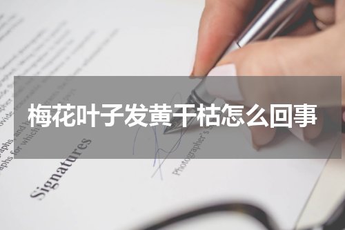 梅花叶子发黄干枯怎么回事