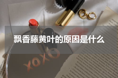 飘香藤黄叶的原因是什么