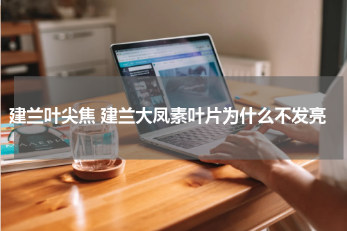 建兰叶尖焦 建兰大凤素叶片为什么不发亮