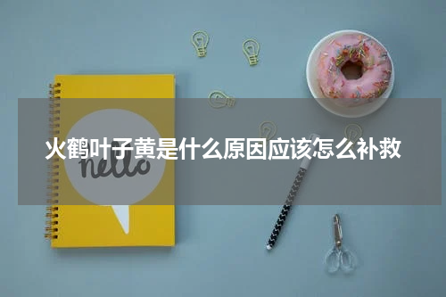 火鹤叶子黄是什么原因应该怎么补救