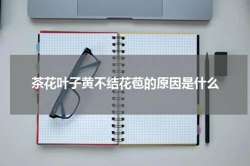 茶花叶子黄不结花苞的原因是什么