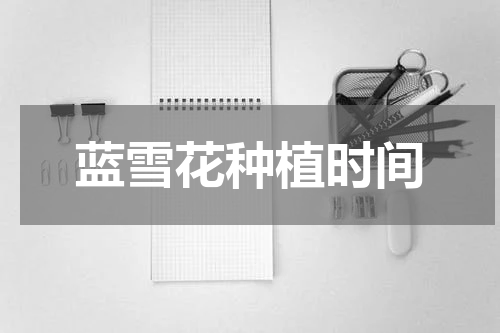 蓝雪花种植时间