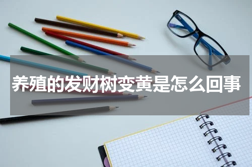 养殖的发财树变黄是怎么回事