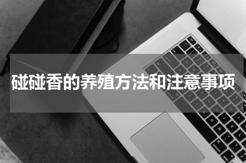 碰碰香的养殖方法和注意事项