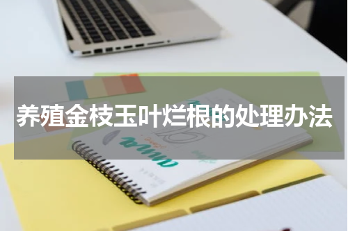 养殖金枝玉叶烂根的处理办法