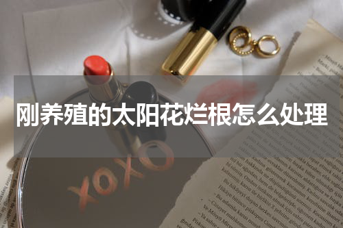 刚养殖的太阳花烂根怎么处理