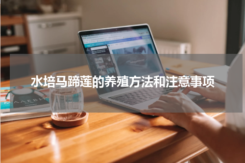 水培马蹄莲的养殖方法和注意事项