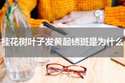 桂花树叶子发黄起锈斑是为什么