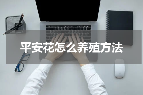 平安花怎么养殖方法
