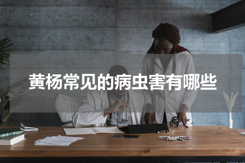 黄杨常见的病虫害有哪些