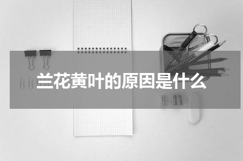 兰花黄叶的原因是什么