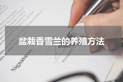 盆栽香雪兰的养殖方法