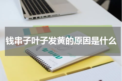 钱串子叶子发黄的原因是什么