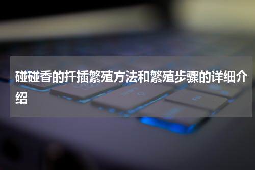 碰碰香的扦插繁殖方法和繁殖步骤的详细介绍