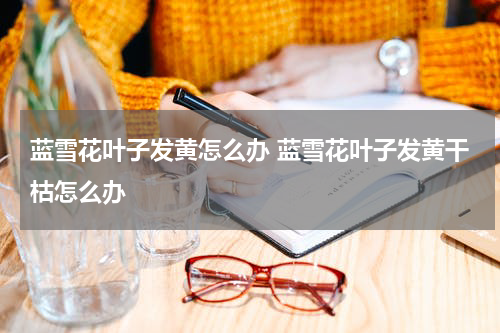 蓝雪花叶子发黄怎么办 蓝雪花叶子发黄干枯怎么办