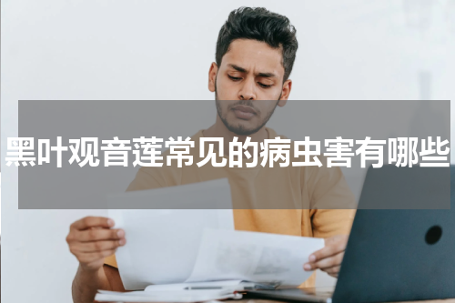 黑叶观音莲常见的病虫害有哪些