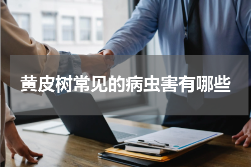 黄皮树常见的病虫害有哪些