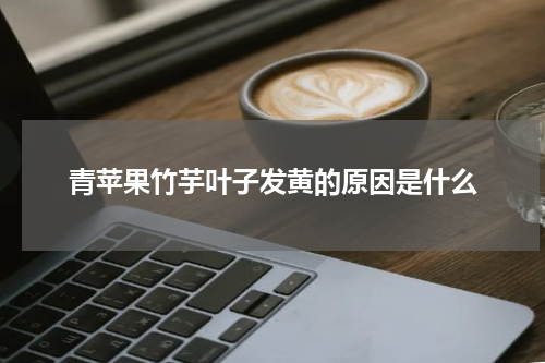 青苹果竹芋叶子发黄的原因是什么