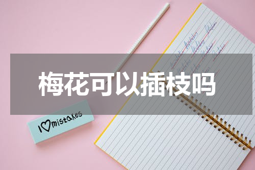 梅花可以插枝吗
