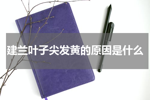 建兰叶子尖发黄的原因是什么