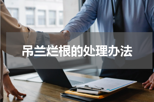 吊兰烂根的处理办法