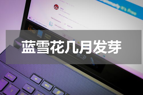 蓝雪花几月发芽