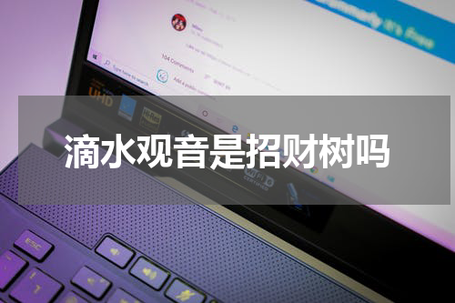 滴水观音是招财树吗