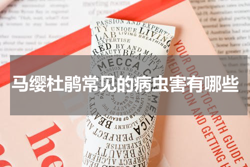 马缨杜鹃常见的病虫害有哪些