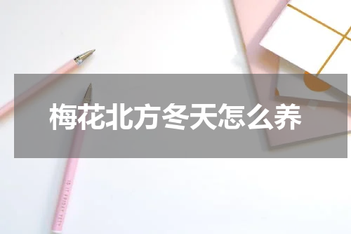 梅花北方冬天怎么养
