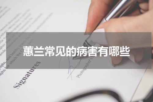 蕙兰常见的病害有哪些