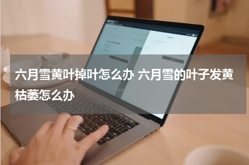 六月雪黄叶掉叶怎么办 六月雪的叶子发黄枯萎怎么办