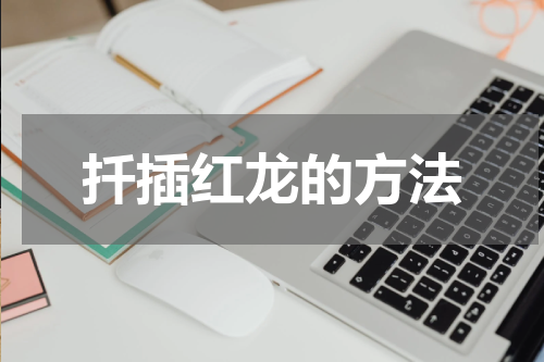 扦插红龙的方法