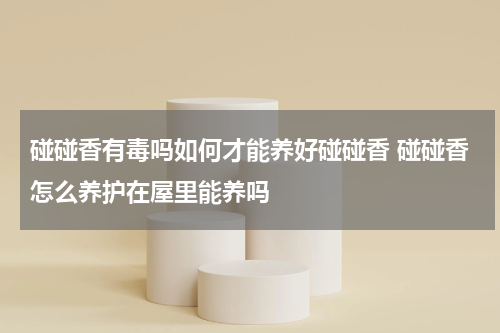 碰碰香有毒吗如何才能养好碰碰香 碰碰香怎么养护在屋里能养吗