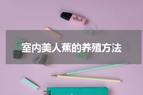 室内美人蕉的养殖方法