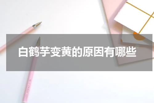 白鹤芋变黄的原因有哪些