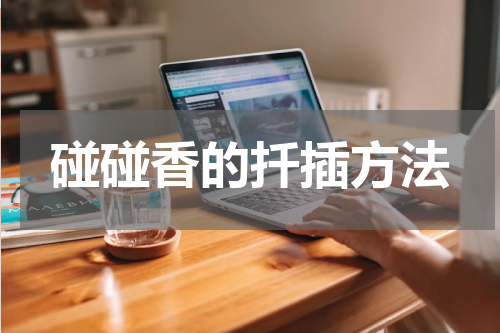 碰碰香的扦插方法