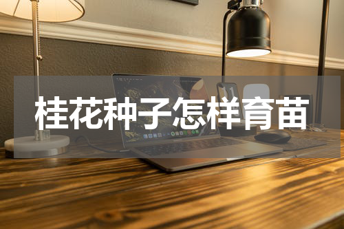 桂花种子怎样育苗