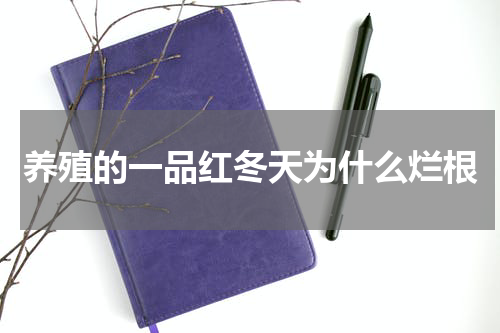 养殖的一品红冬天为什么烂根