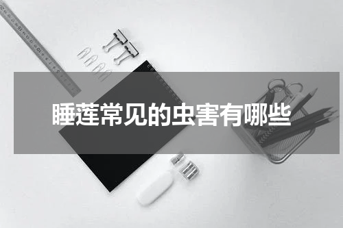 睡莲常见的虫害有哪些