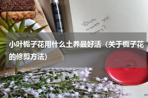 小叶栀子花用什么土养最好活（关于栀子花的修剪方法）