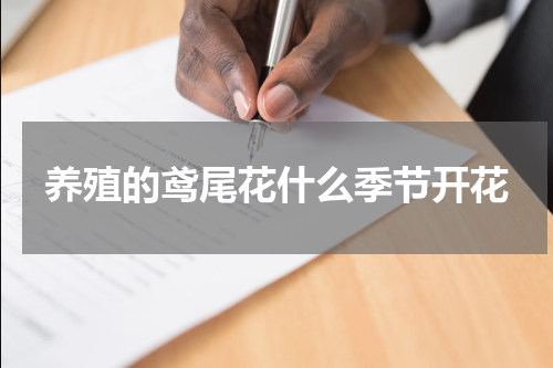 养殖的鸢尾花什么季节开花