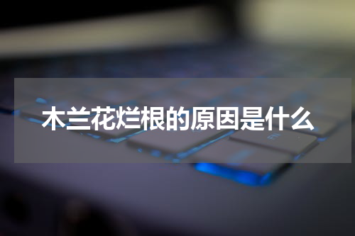 木兰花烂根的原因是什么
