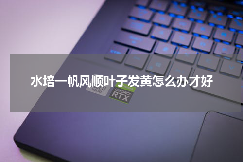 水培一帆风顺叶子发黄怎么办才好