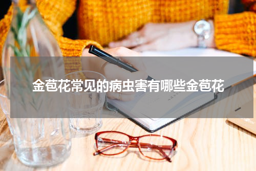 金苞花常见的病虫害有哪些金苞花