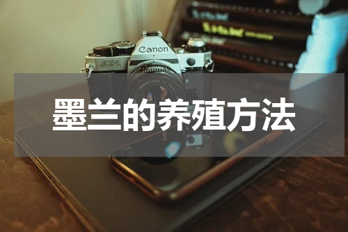 墨兰的养殖方法