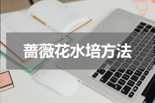蔷薇花水培方法