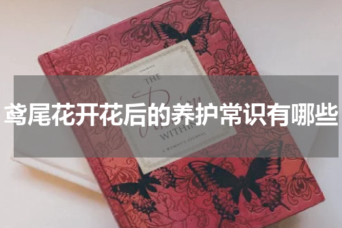 鸢尾花开花后的养护常识有哪些