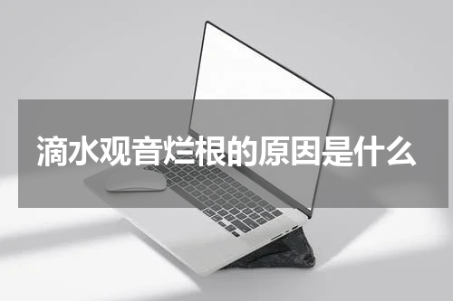 滴水观音烂根的原因是什么