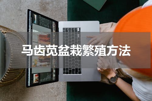 马齿苋盆栽繁殖方法